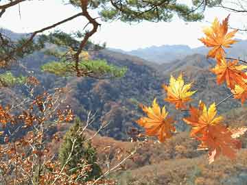 岛屿失梦